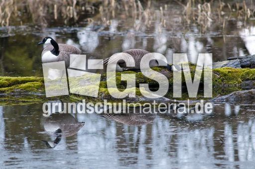 Kanadagans (12 von 15).jpg